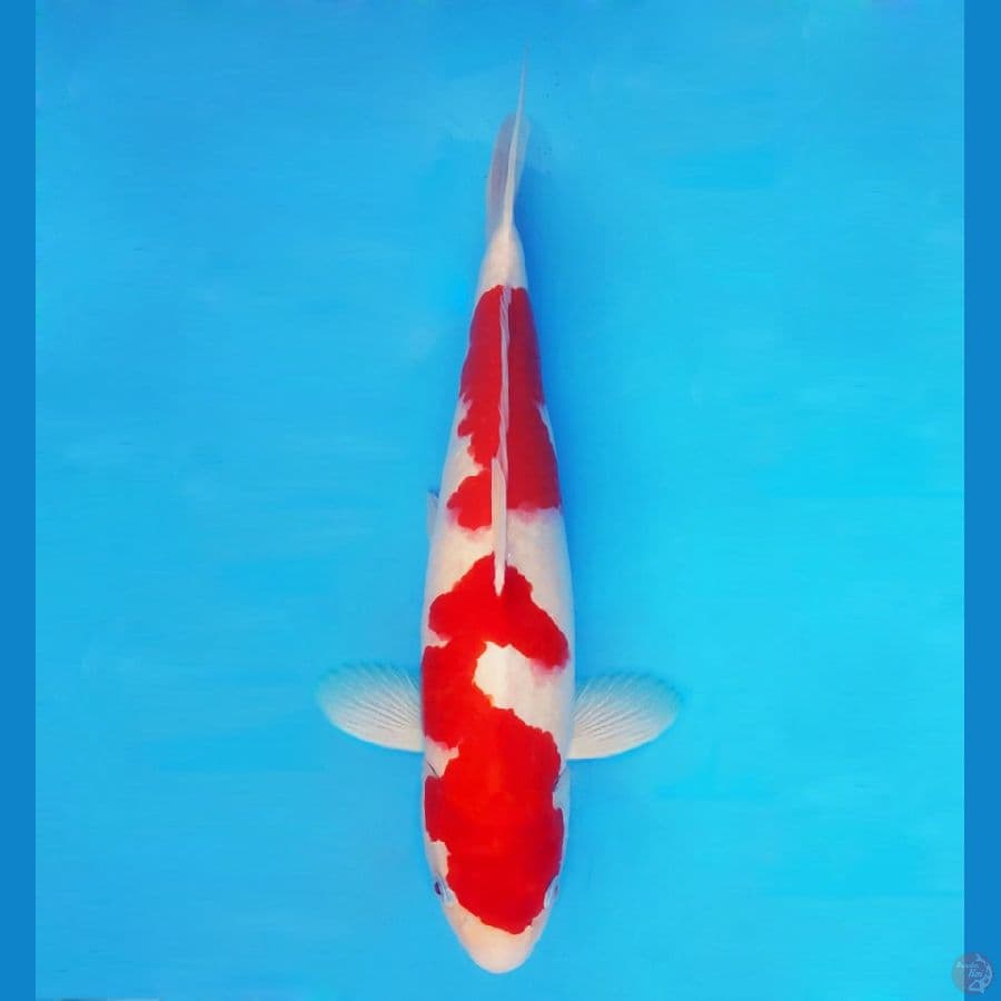 HARUNA 7 (42 CM/male) - Sanke ®