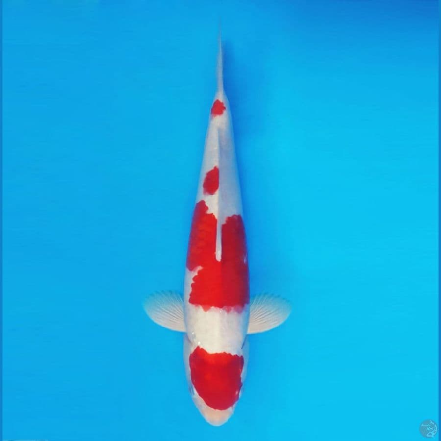 HARUNA 13 (38 CM/male) - Kohaku ®