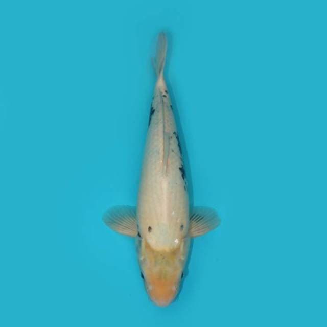 SHIRO 40 CM