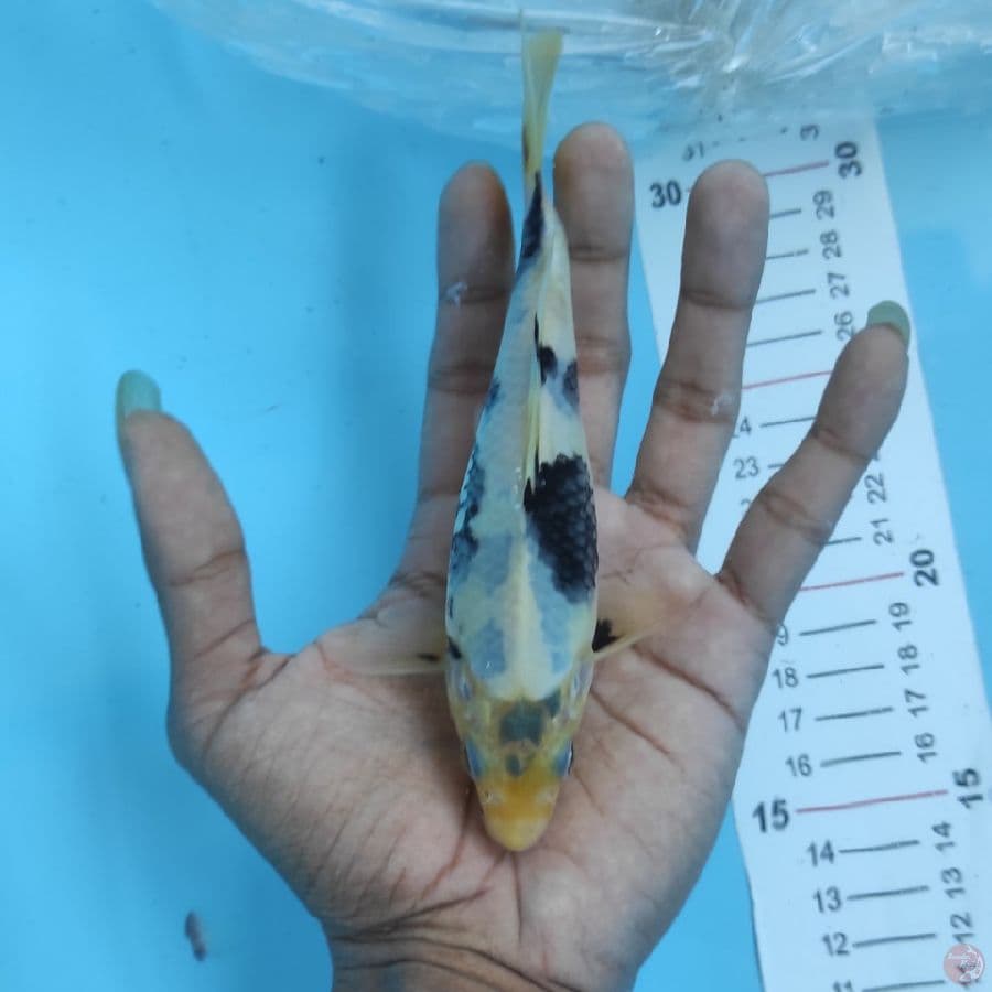 #SHIRO UTSURI BAHAN KEEP #SIZE 15 cm