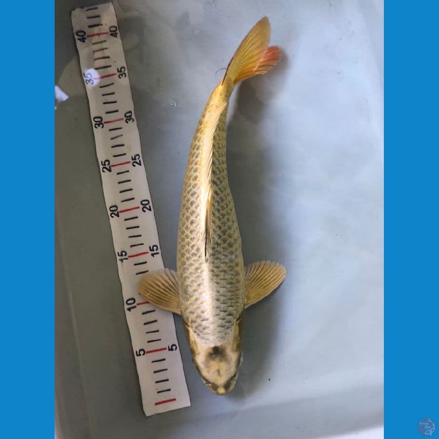 gold mukashi 36cm