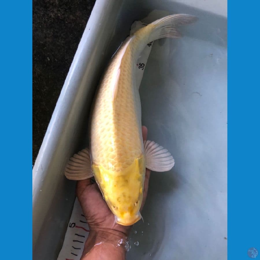 ogon 39cm