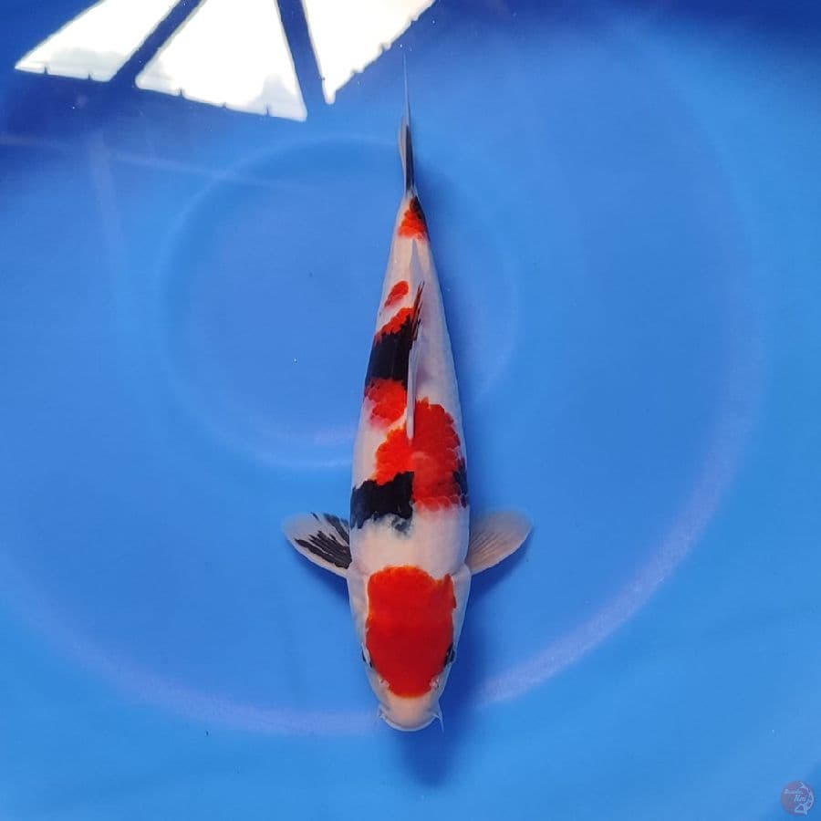 sowha 30cm M