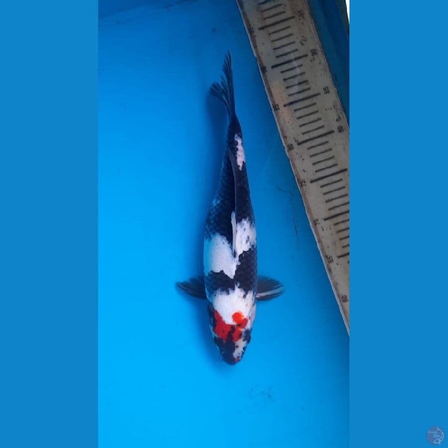 showa 35cm F