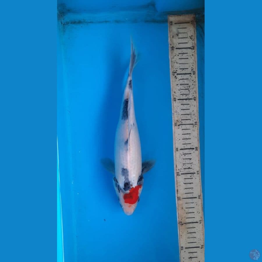 showa 32cm F