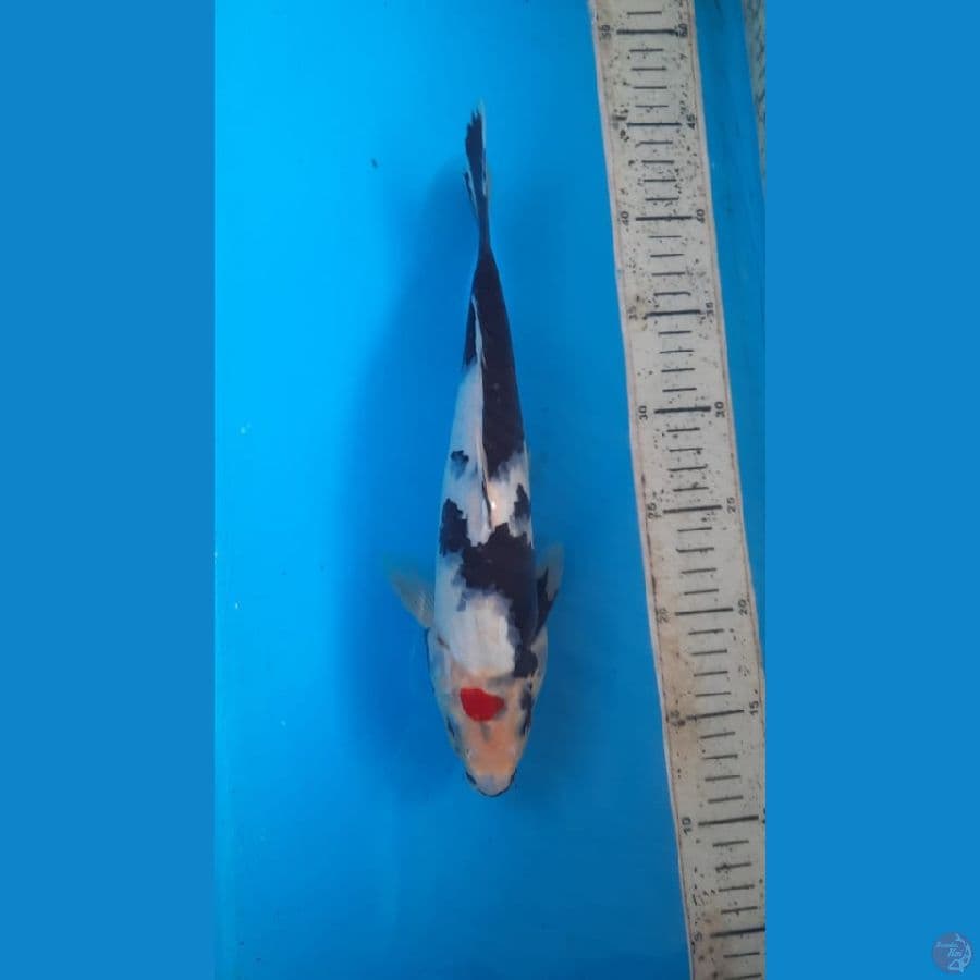 showa 30cm M