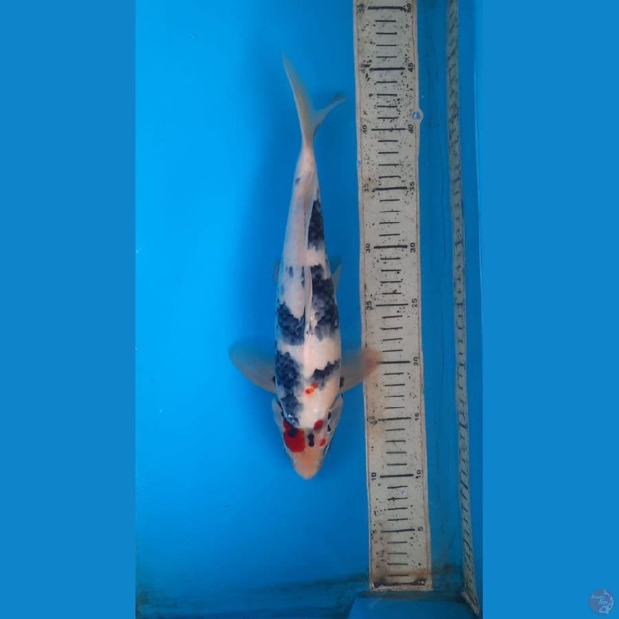 showa 34cm M