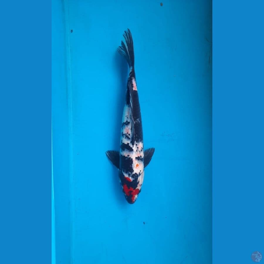 showa 39cm M
