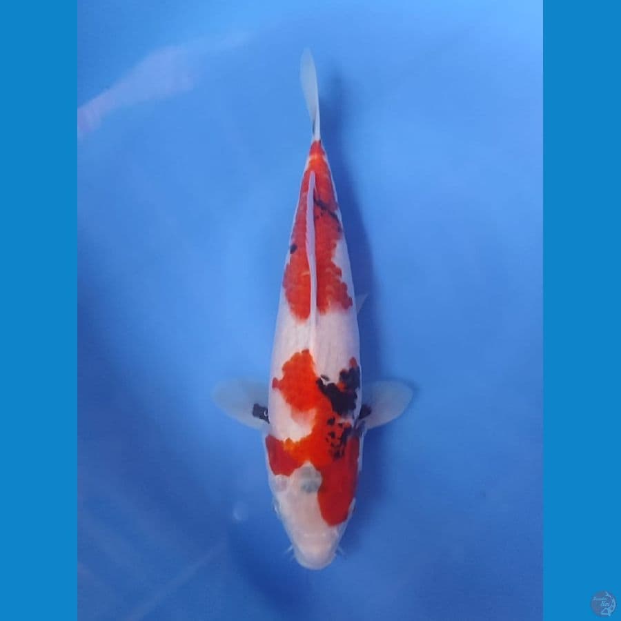 sowa 32cm
