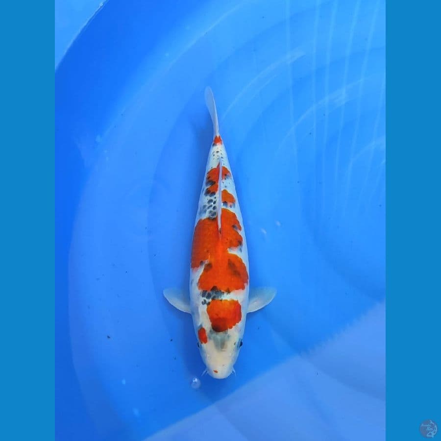 ghosiki 35cm/fm