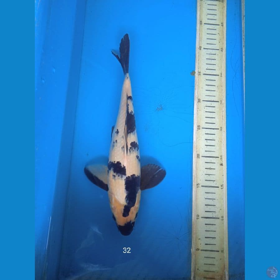 siro 32cm