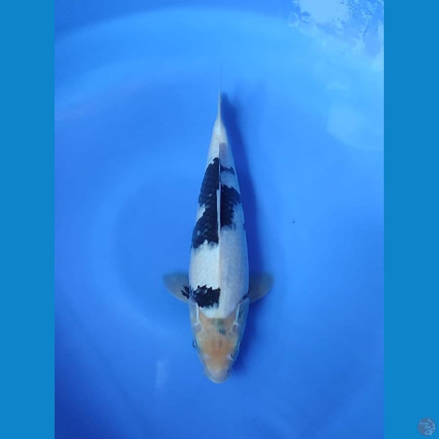 shiro 30cm
