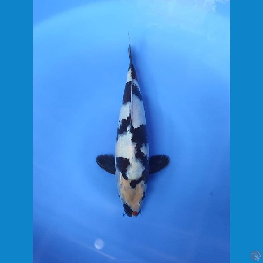 shiro 29cm