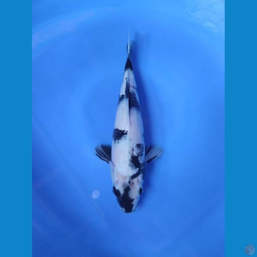 shiro 30cm