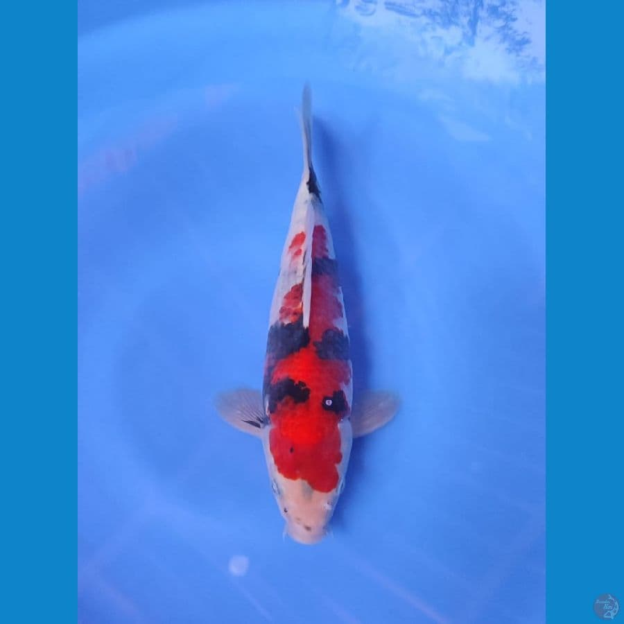 showa 27cm