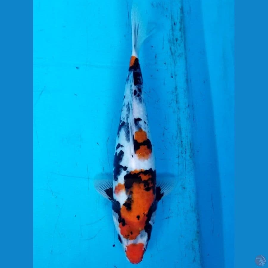 SHOWA 37 CM