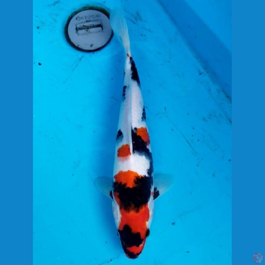 SHOWA 35 CM