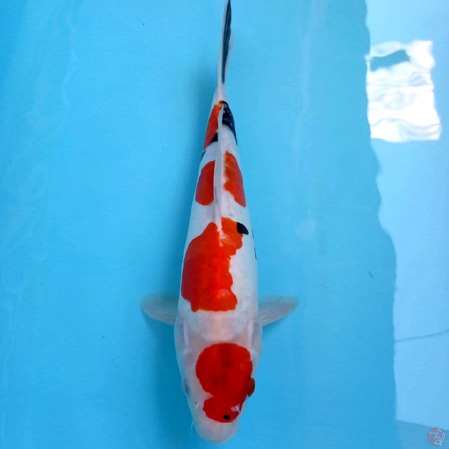 showa doitsu, 33 cm