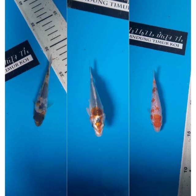 Paket Kumplit 3 Ekor F1