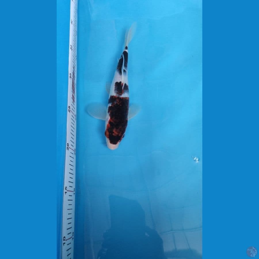 goromo 22cm
