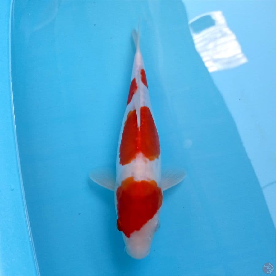 kohaku doitsu, 29 cm