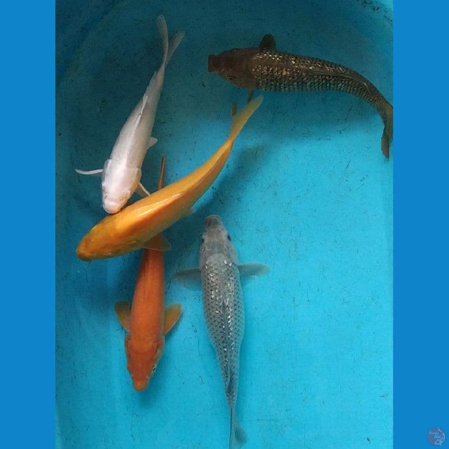 27-30cm mix Ginrin