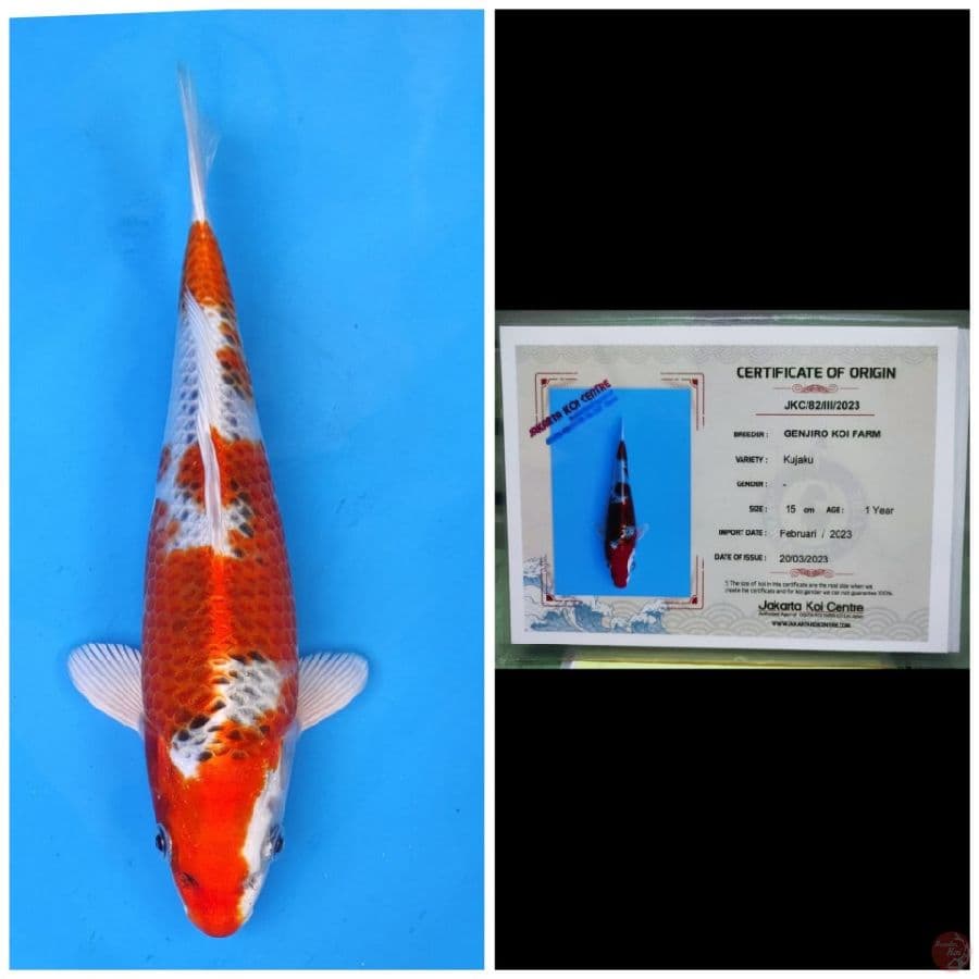 Genjiro Kujaku