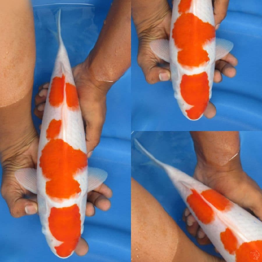 34 cm, Edisi Merah Putih