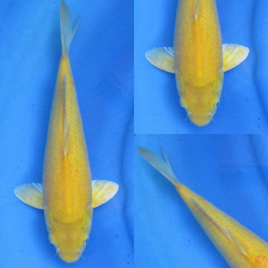 37cm, Karasi Male