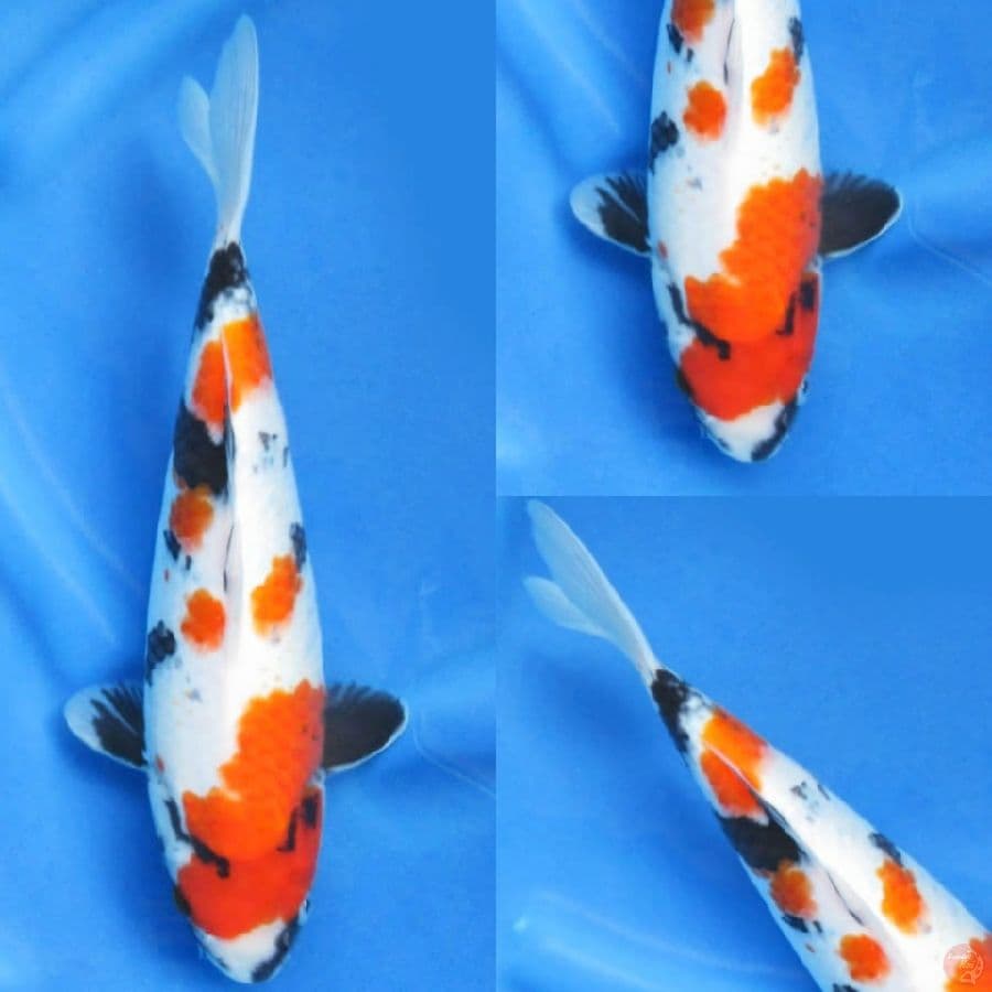 33cm, Kindai Showa Ori Bulky