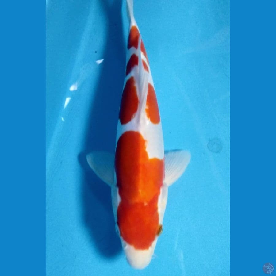 kohako doitsu m26cm cakep