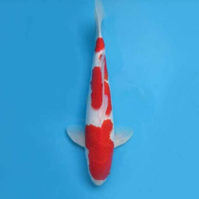Kohaku 36cm