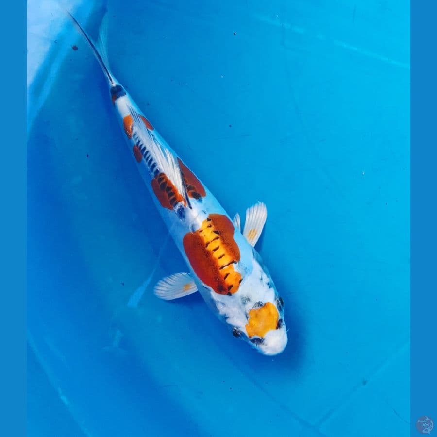 maruten kiko 17cm