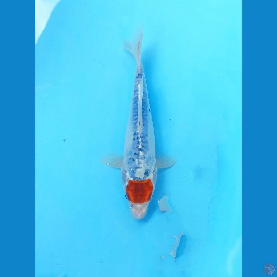 Tancho 22cm
