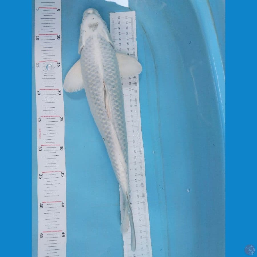 mukasi 40cm jantan
