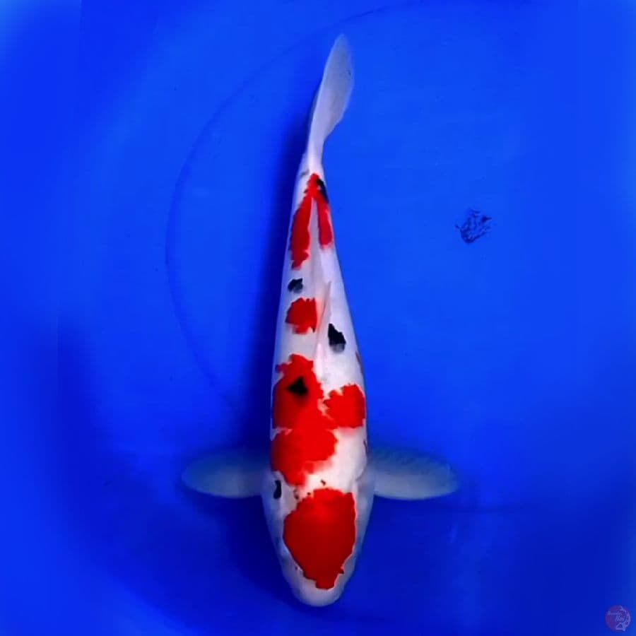 38cm ORIGINAL MARUTEN SANKE