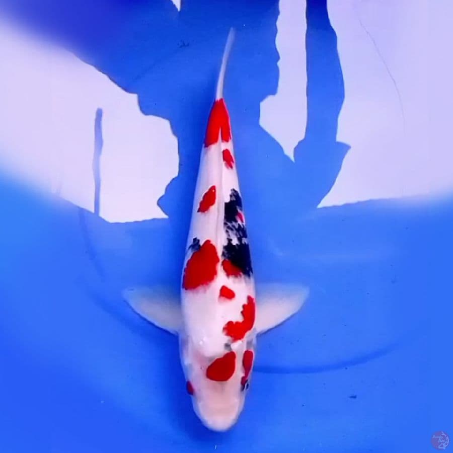 40cm TATEGOI SHOWA ORIGINAL