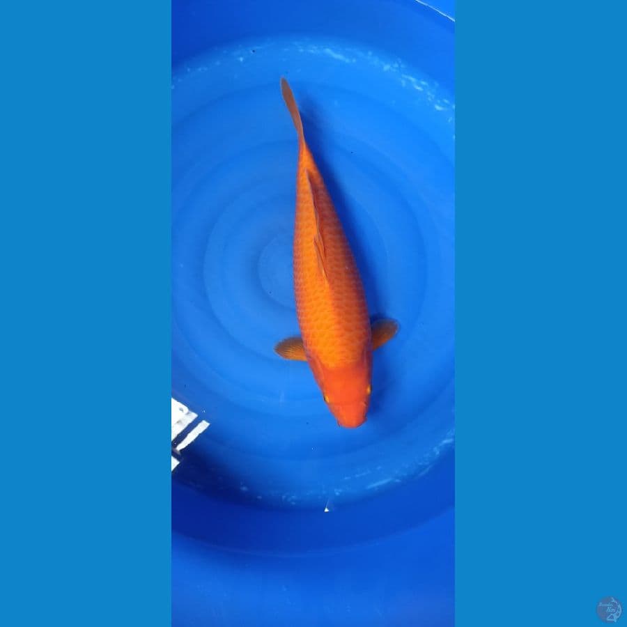 Super Red karasi 45cm kwalitas SQ