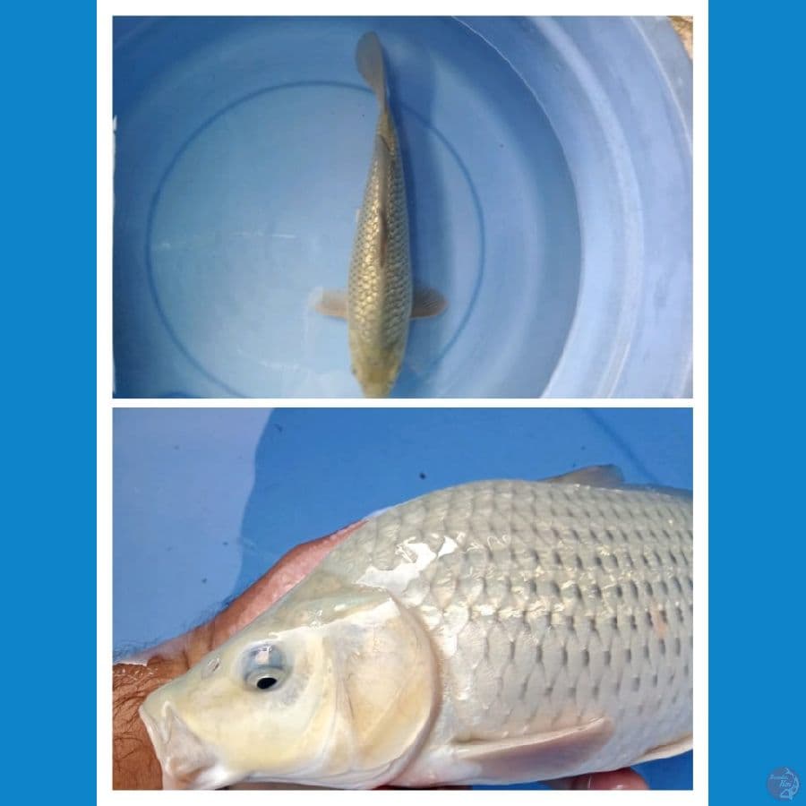 Soragoi Ginrin 35 cm