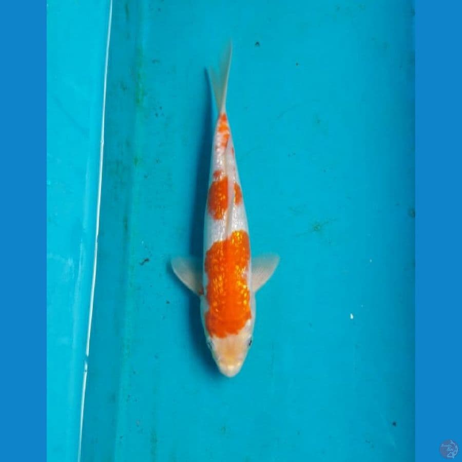 ginrin koyo 23 cm