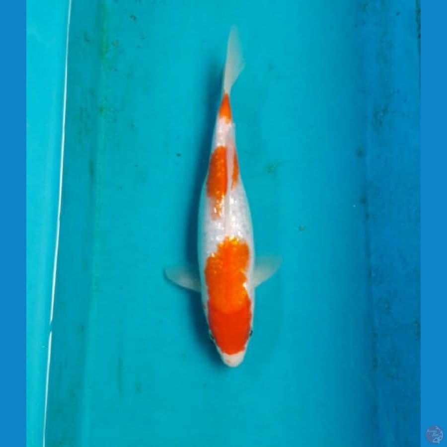 Ginrin kohaku 24 cm