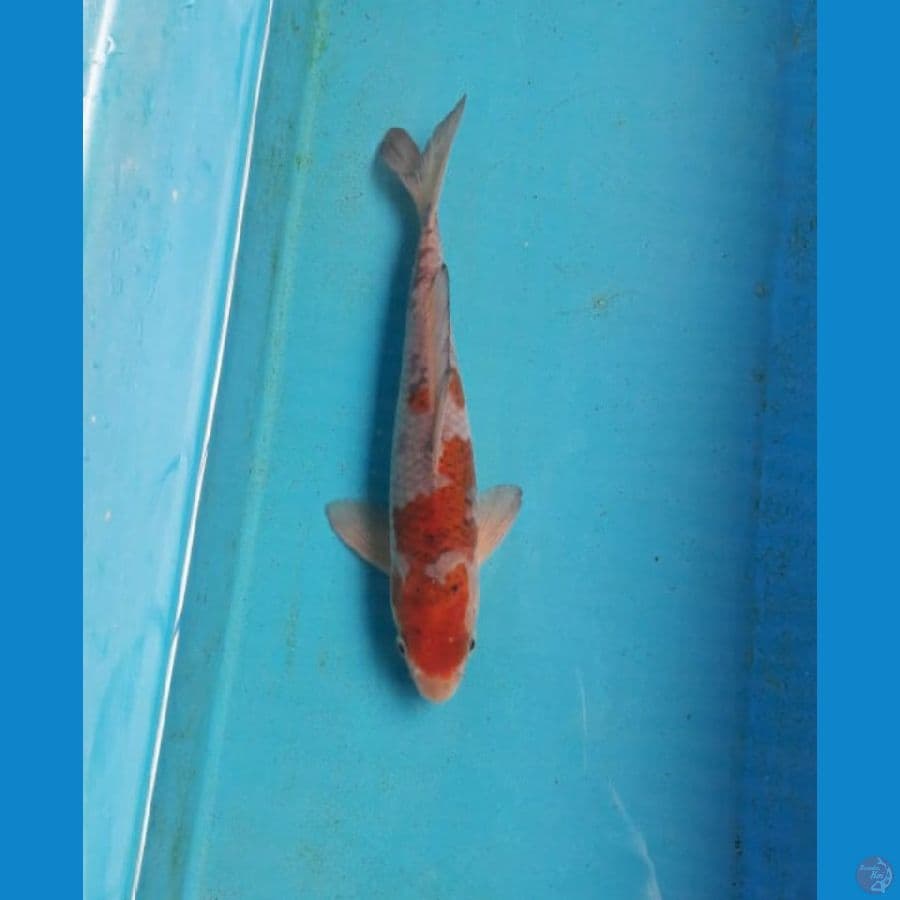 Ochiba 25 cm
