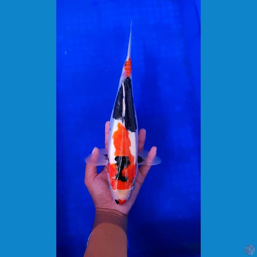 Nidan Showa Doitsu 35cm #04