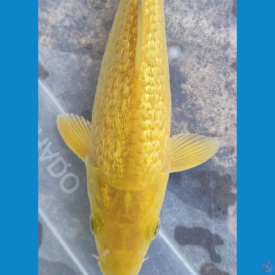 caramel gr 23 cm