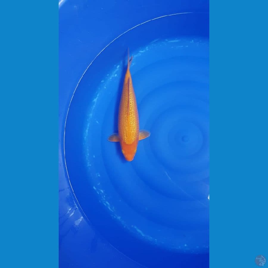 Karasi male 34cm fuull ginrin kwalitas SQ