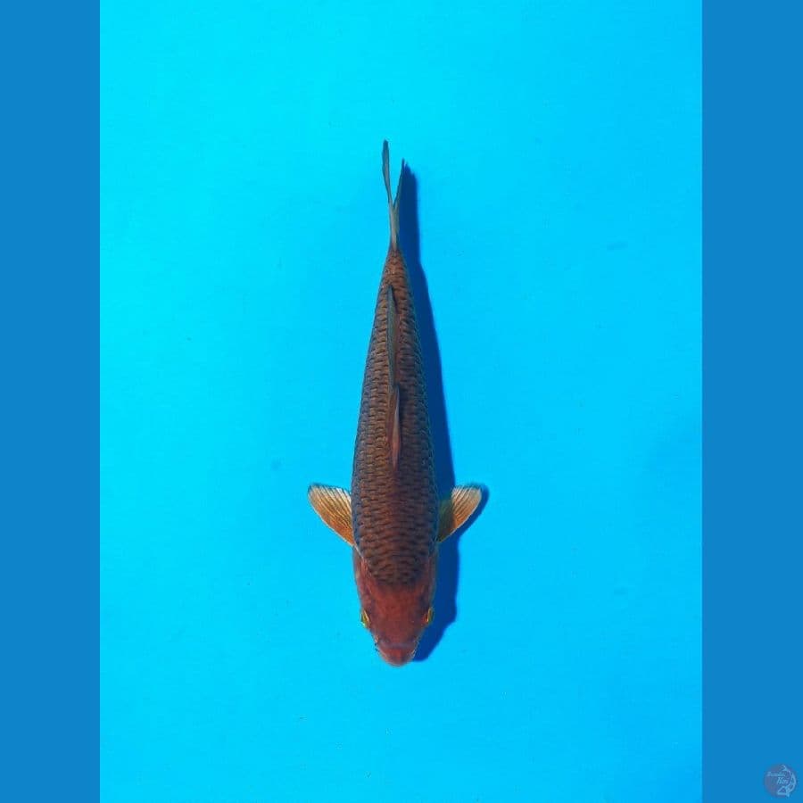karamel ring rapi 17cm