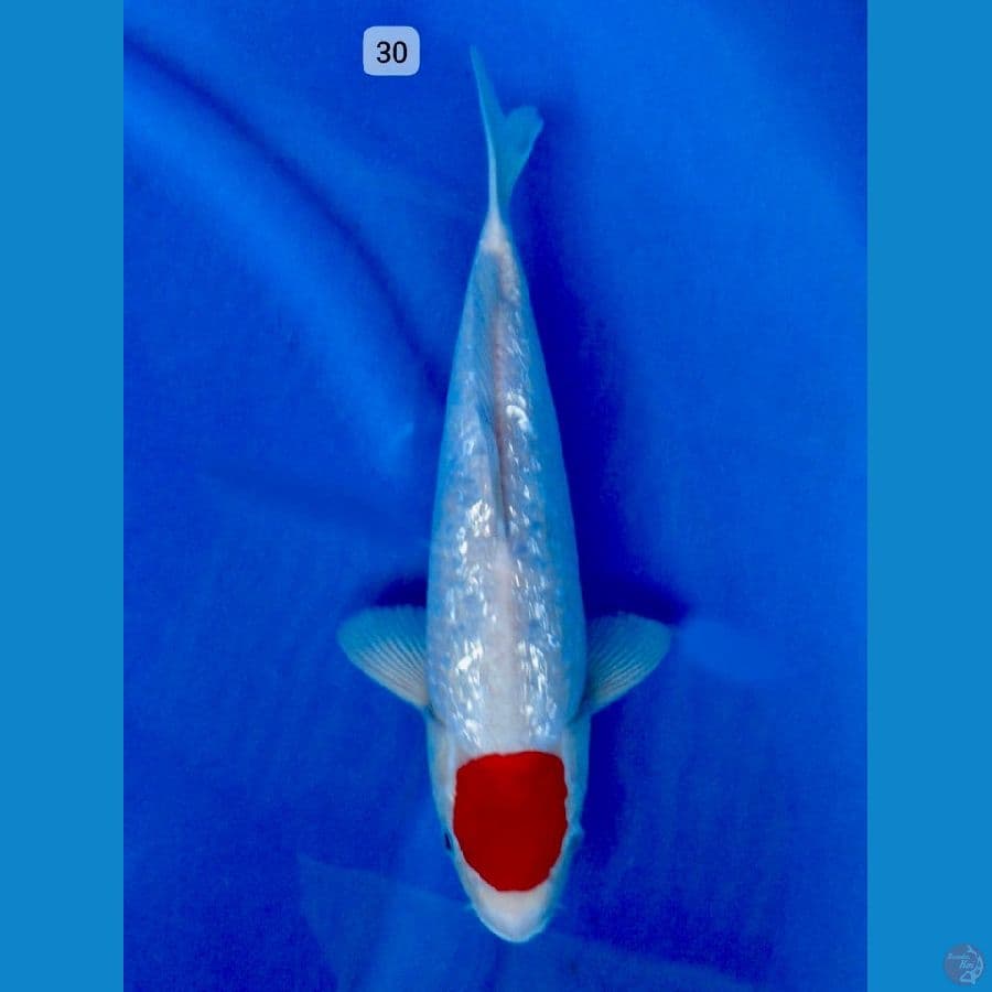 kohaku gingrin original male