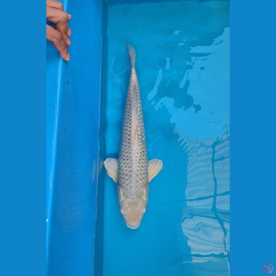 Soragoi 48cm