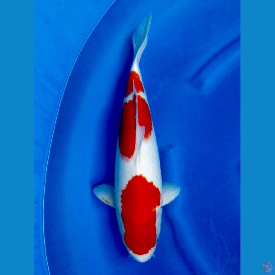 kohaku original
