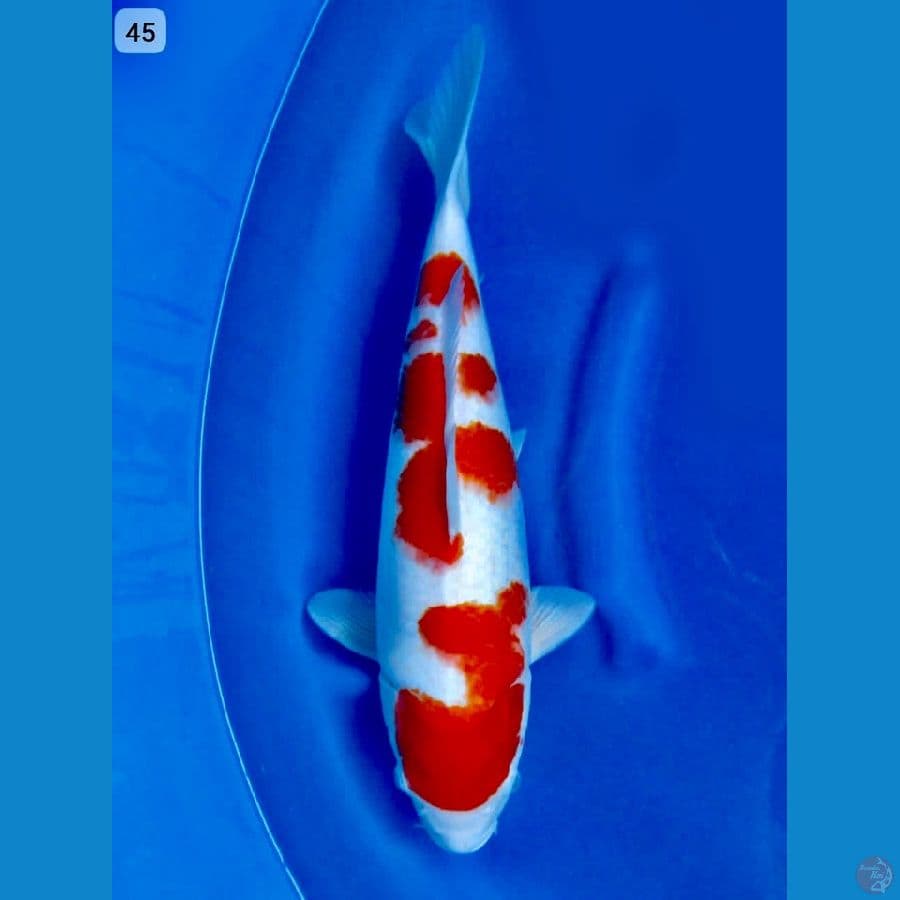 kohaku original